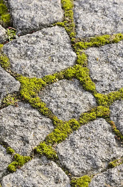 525007 - Garden path made of paving stones with moss in the pavement joints