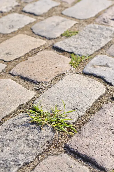 487021 - Garden path with paving stones and weeds