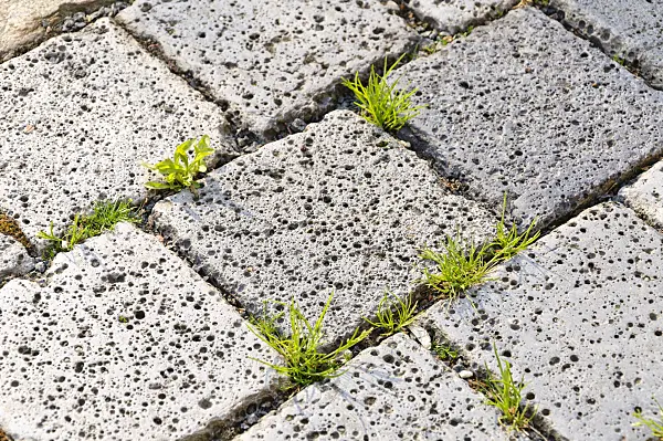 484322 - Garden path with porous paving stones and weeds