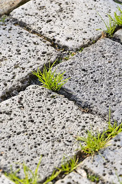 484323 - Garden path with porous paving stones and weeds