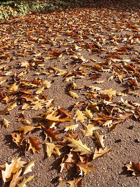 465187 - Garden pathway with oak leaves
