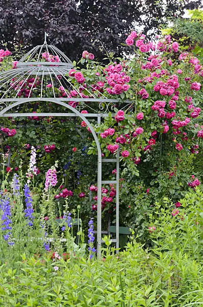 534060 - Garden pavilion with rose (Rosa)