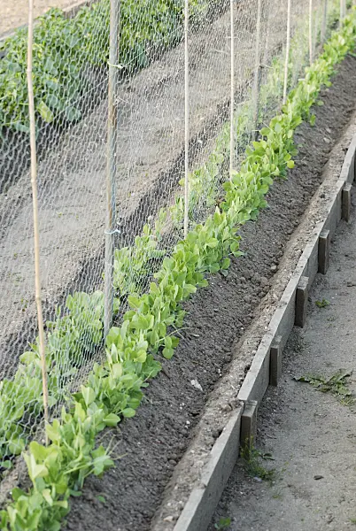 472167 - Garden pea (Pisum sativum)