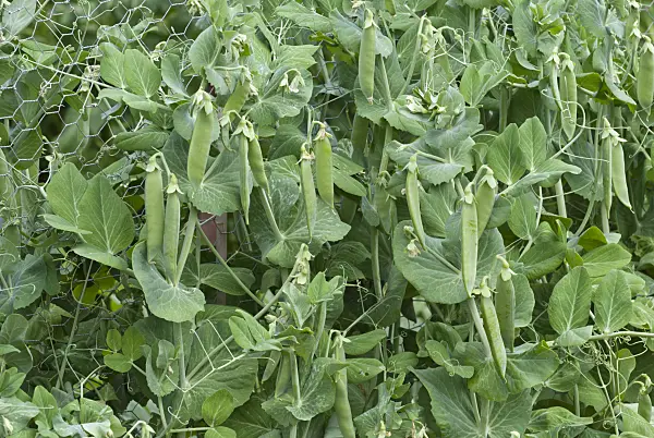 511327 - Garden pea (Pisum sativum)