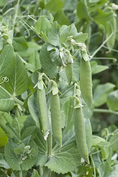 511328 - Garden pea (Pisum sativum)