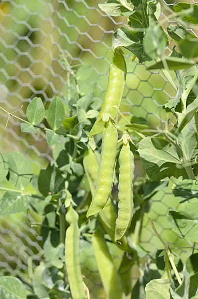 535044 - Garden pea (Pisum sativum)