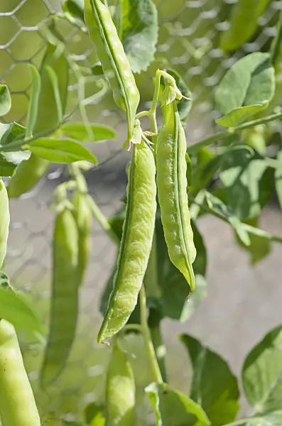 535045 - Garden pea (Pisum sativum)