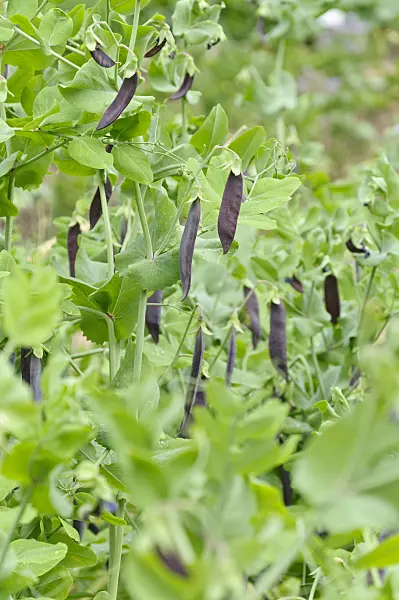 486081 - Garden pea (Pisum sativum 'Blauwschokkers')