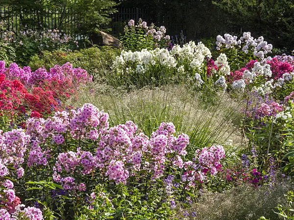 416002 - Garden phlox (Phlox paniculata)