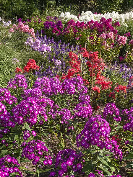 416004 - Garden phlox (Phlox paniculata)
