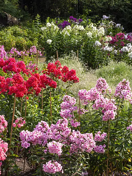 427242 - Garden phlox (Phlox paniculata)
