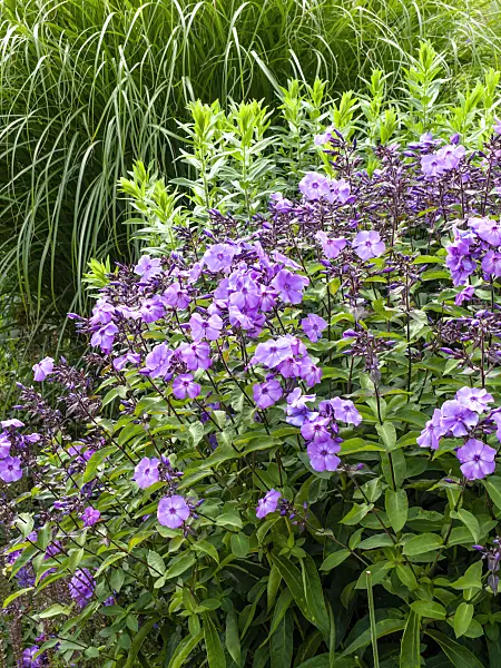 462121 - Garden phlox (Phlox paniculata)