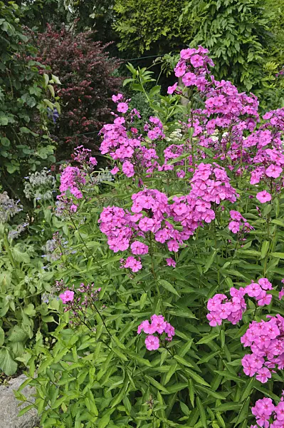 474108 - Garden phlox (Phlox paniculata)