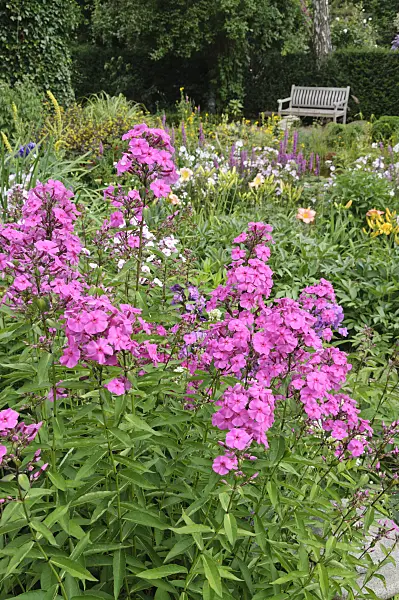 474109 - Garden phlox (Phlox paniculata)