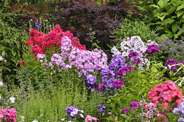 474179 - Garden phlox (Phlox paniculata)