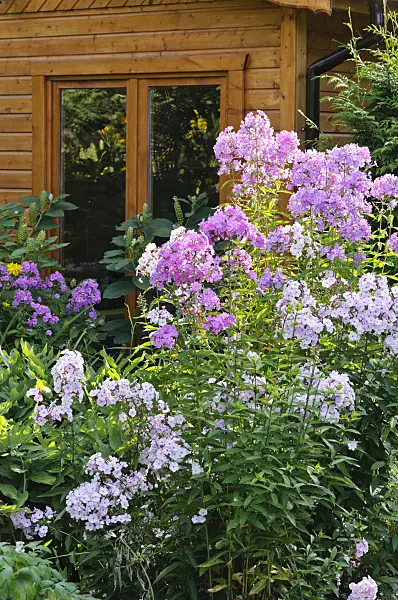 474439 - Garden phlox (Phlox paniculata)