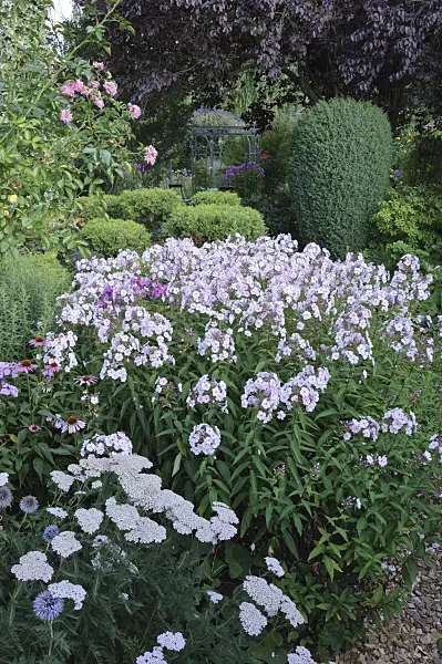 474441 - Garden phlox (Phlox paniculata)