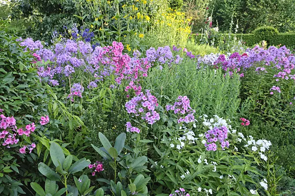 474458 - Garden phlox (Phlox paniculata)