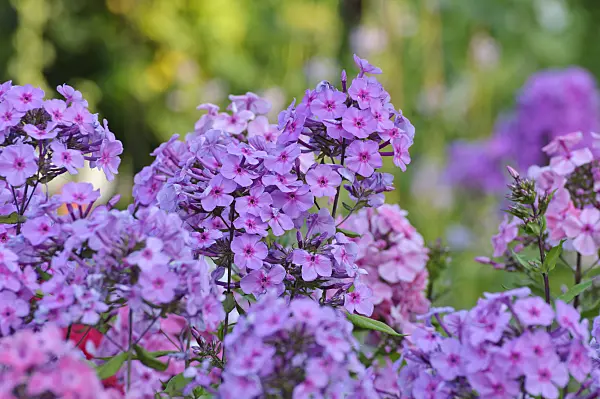 474472 - Garden phlox (Phlox paniculata)