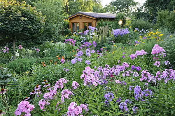 474477 - Garden phlox (Phlox paniculata)