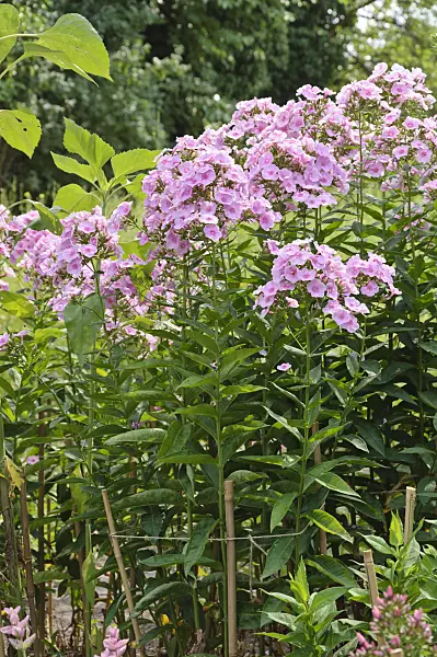 486114 - Garden phlox (Phlox paniculata)