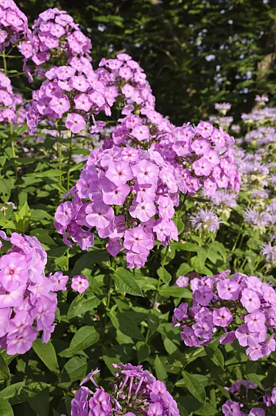 486205 - Garden phlox (Phlox paniculata)