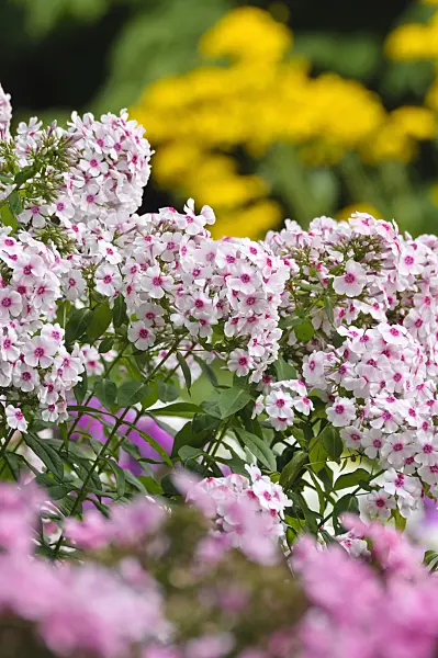487130 - Garden phlox (Phlox paniculata)