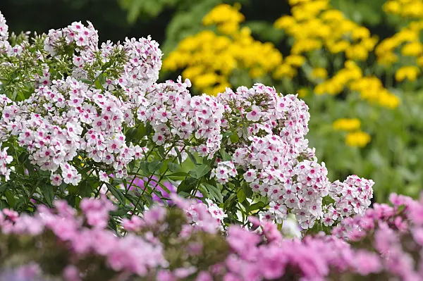 487131 - Garden phlox (Phlox paniculata)