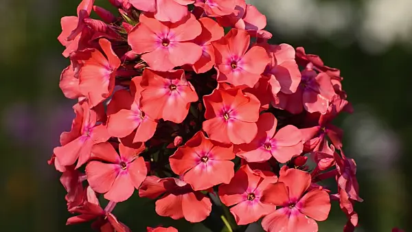 498072 - Garden phlox (Phlox paniculata)
