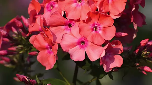 498073 - Garden phlox (Phlox paniculata)