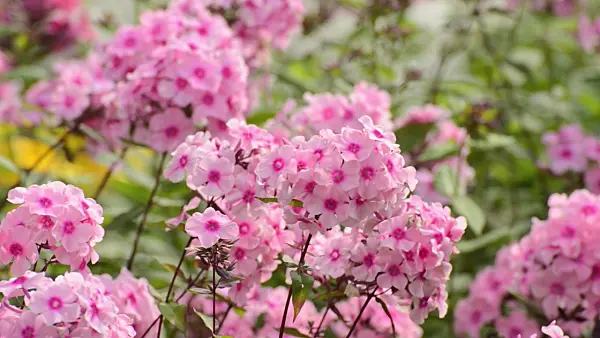 498253 - Garden phlox (Phlox paniculata)