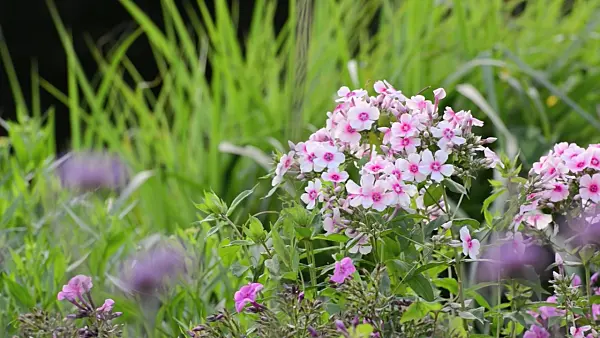 498270 - Garden phlox (Phlox paniculata)