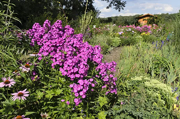 498298 - Garden phlox (Phlox paniculata)