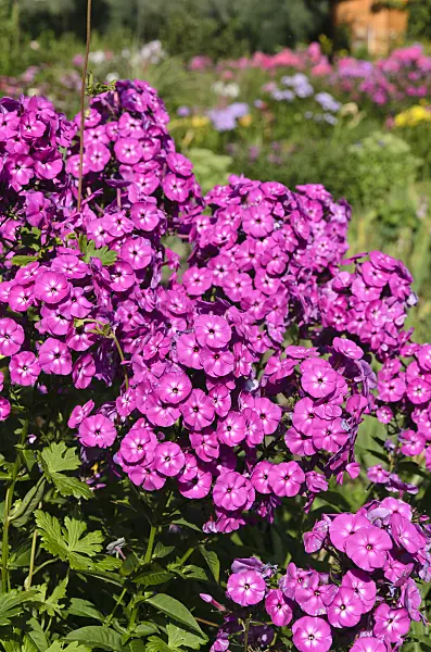 498299 - Garden phlox (Phlox paniculata)