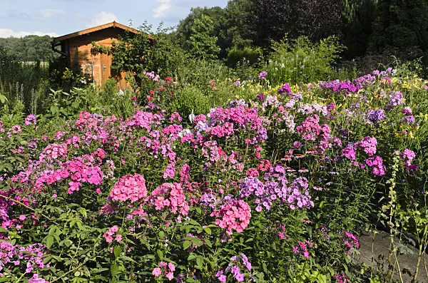 498300 - Garden phlox (Phlox paniculata)
