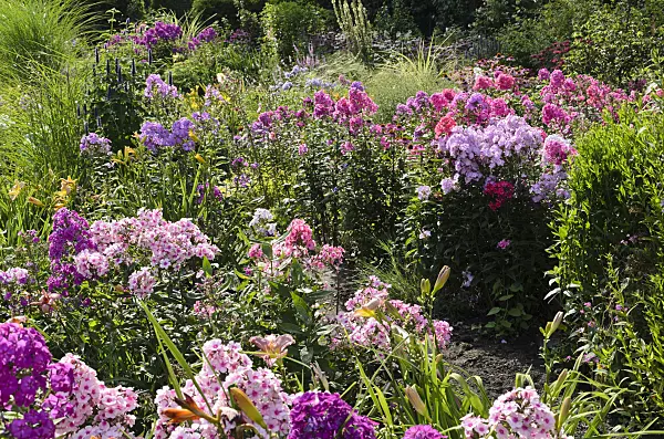 498302 - Garden phlox (Phlox paniculata)