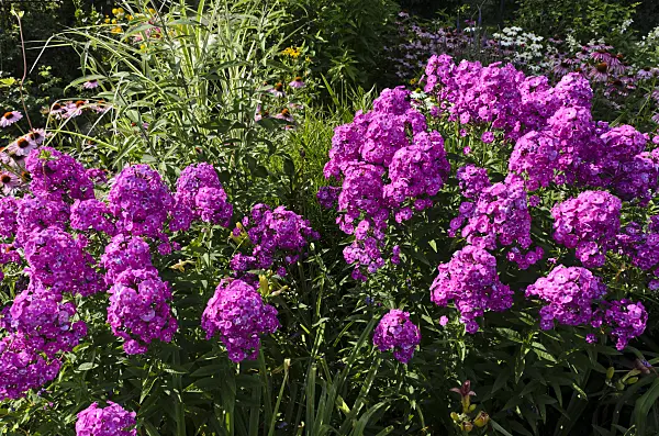 498303 - Garden phlox (Phlox paniculata)