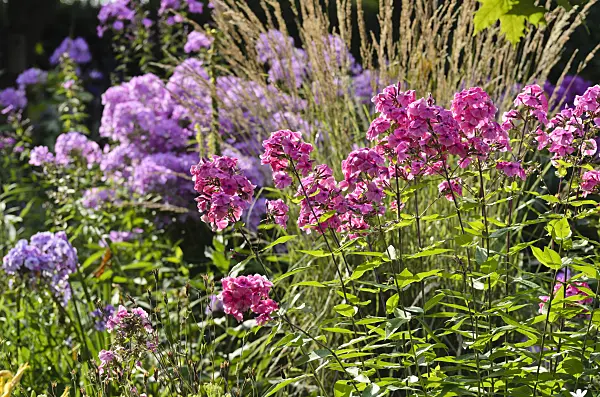 498304 - Garden phlox (Phlox paniculata)