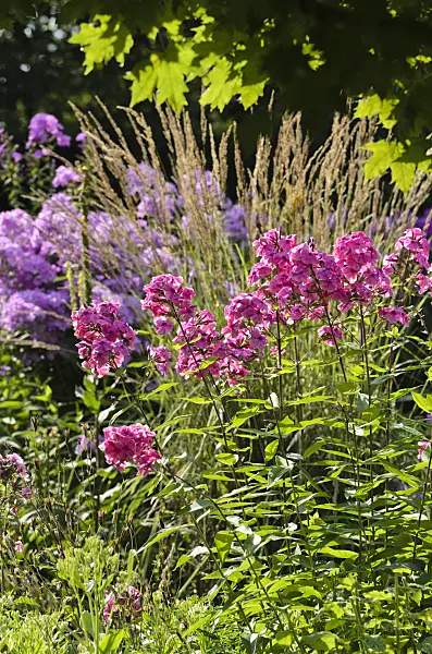498305 - Garden phlox (Phlox paniculata)