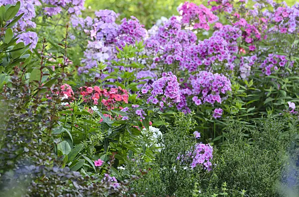498315 - Garden phlox (Phlox paniculata)