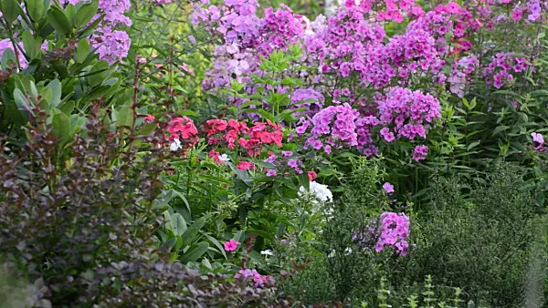 498318 - Garden phlox (Phlox paniculata)