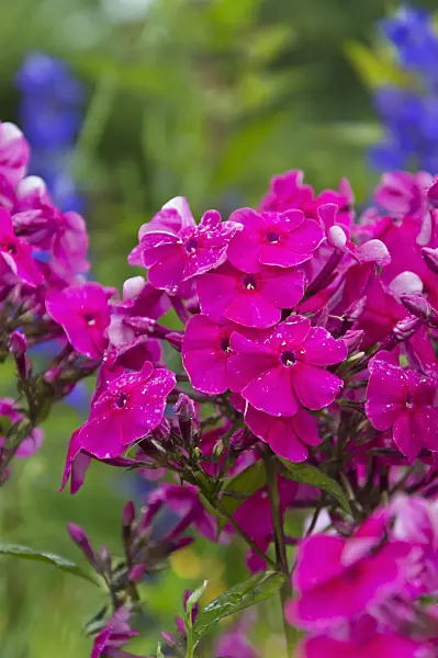 510050 - Garden phlox (Phlox paniculata)