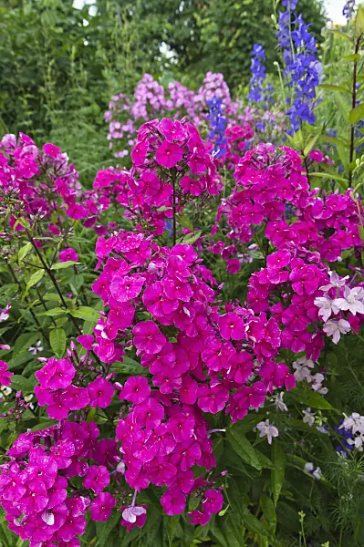 510051 - Garden phlox (Phlox paniculata)
