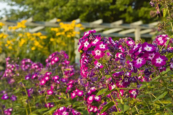 510141 - Garden phlox (Phlox paniculata)