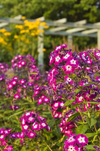510142 - Garden phlox (Phlox paniculata)