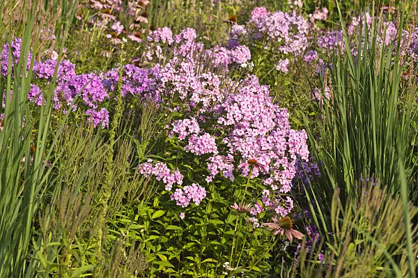 511006 - Garden phlox (Phlox paniculata)