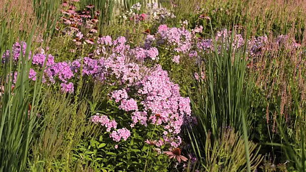 511021 - Garden phlox (Phlox paniculata)