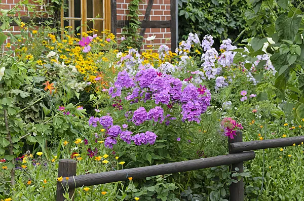 522116 - Garden phlox (Phlox paniculata)