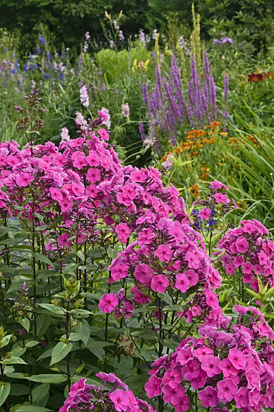558001 - Garden phlox (Phlox paniculata)