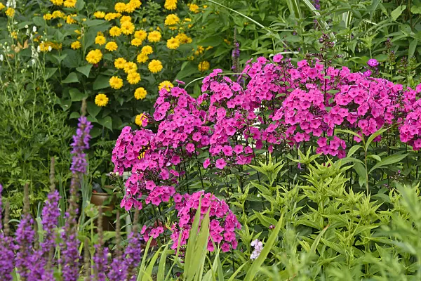 558002 - Garden phlox (Phlox paniculata)